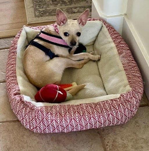 Paisley, Adopted, Adult Female Chihuahua.