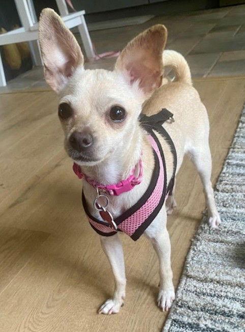 Enlarge Paisley, a Adopted Chihuahua in San Diego, CA image 2/3