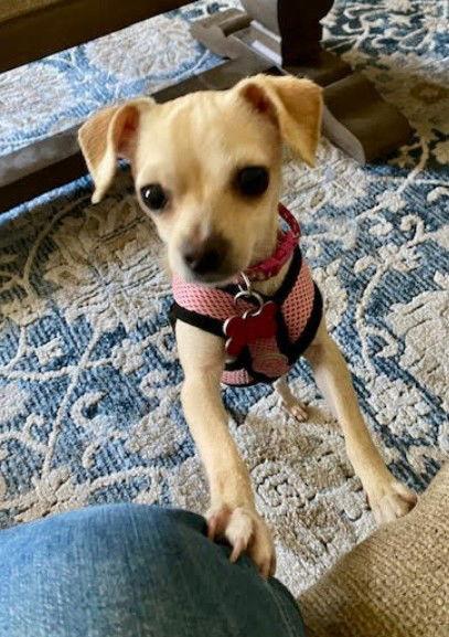 Enlarge Paisley, a Adopted Chihuahua in San Diego, CA image 3/3