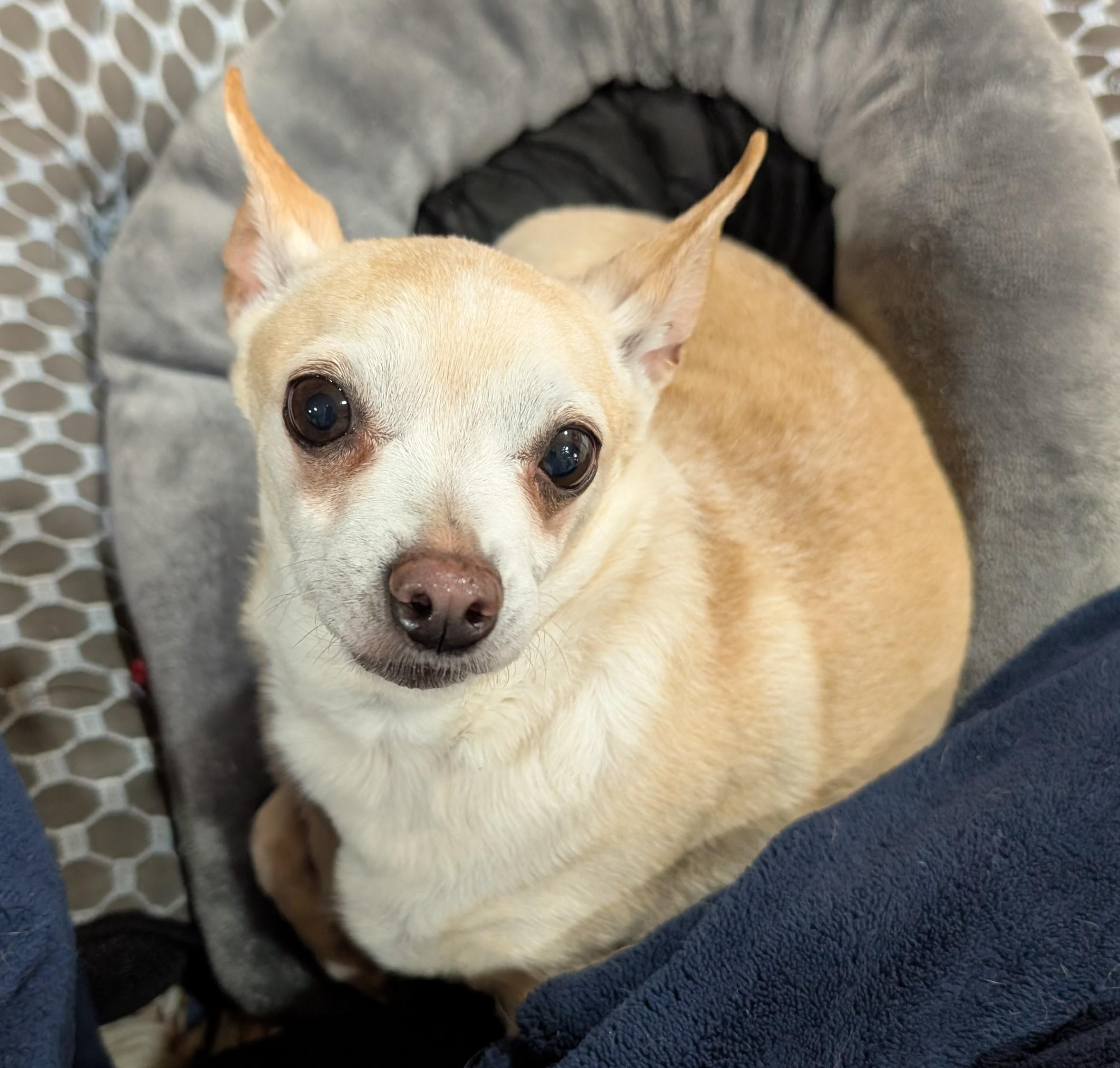 Jessie, ADOPTABLE, Adult Female Chihuahua.