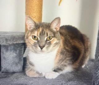 Zura, Adopted, Adult Female Domestic Short Hair.