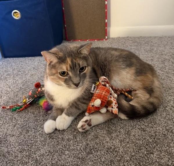 Zura, a Adopted mixed breed in Parkville, MD image 2/6