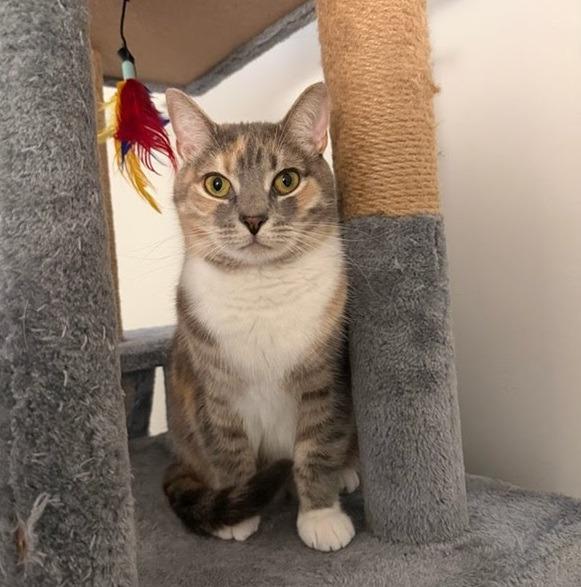 Zura, a Adopted mixed breed in Parkville, MD image 3/6