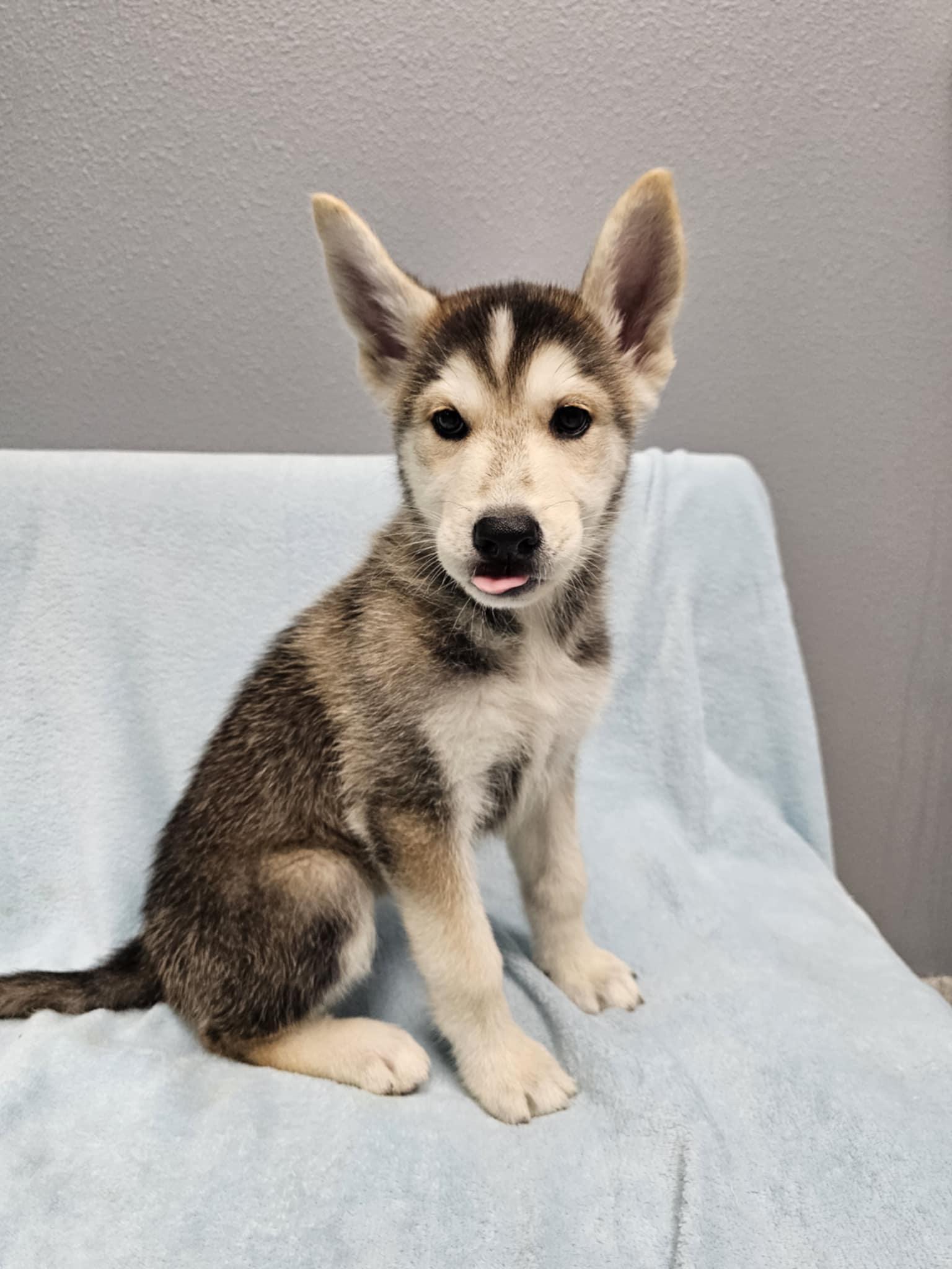 Enlarge Magi, a Adopted mixed breed in Spring City, PA image 1/3