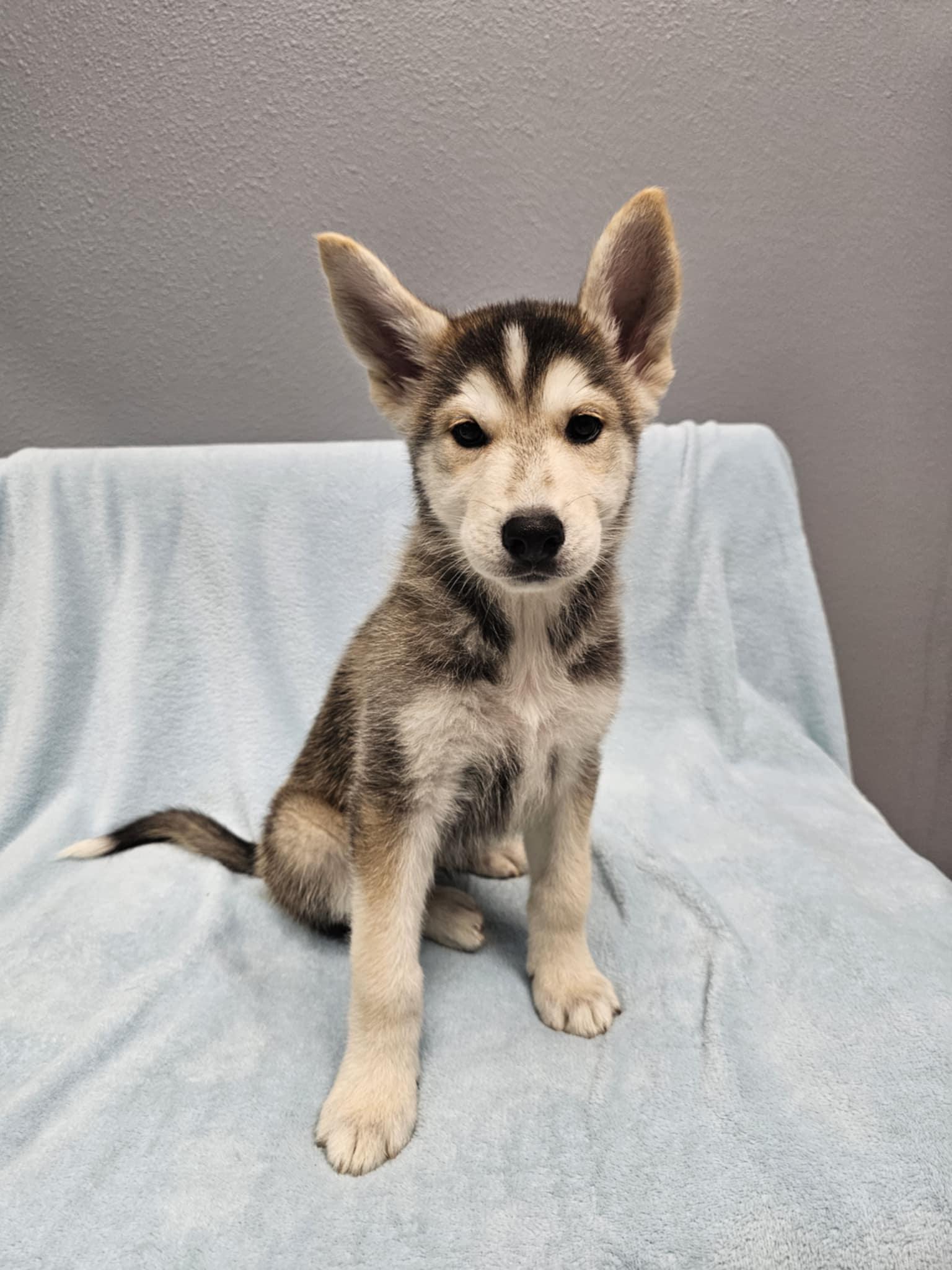 Enlarge Magi, a Adopted mixed breed in Spring City, PA image 2/3