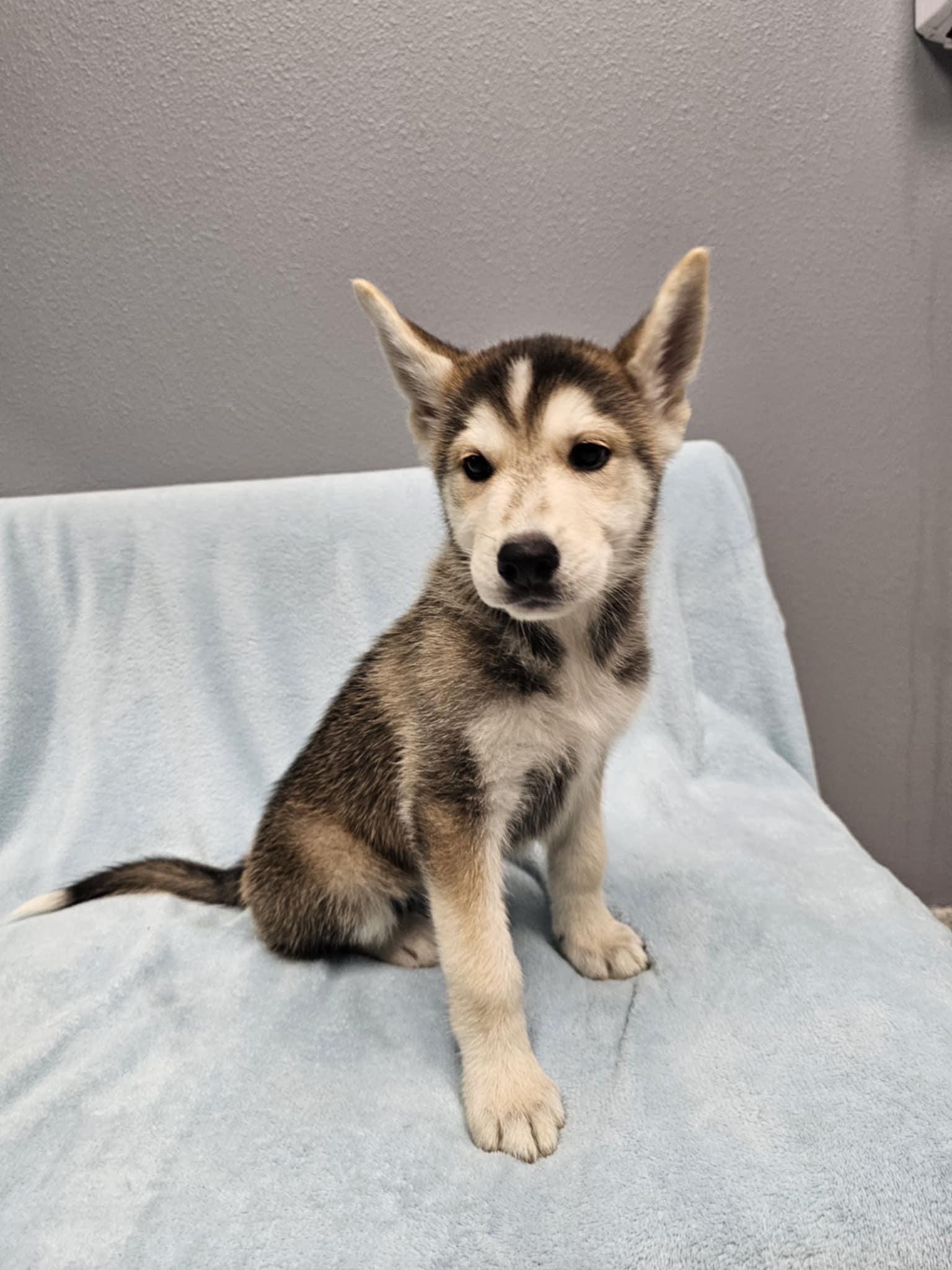 Enlarge Magi, a Adopted mixed breed in Spring City, PA image 3/3