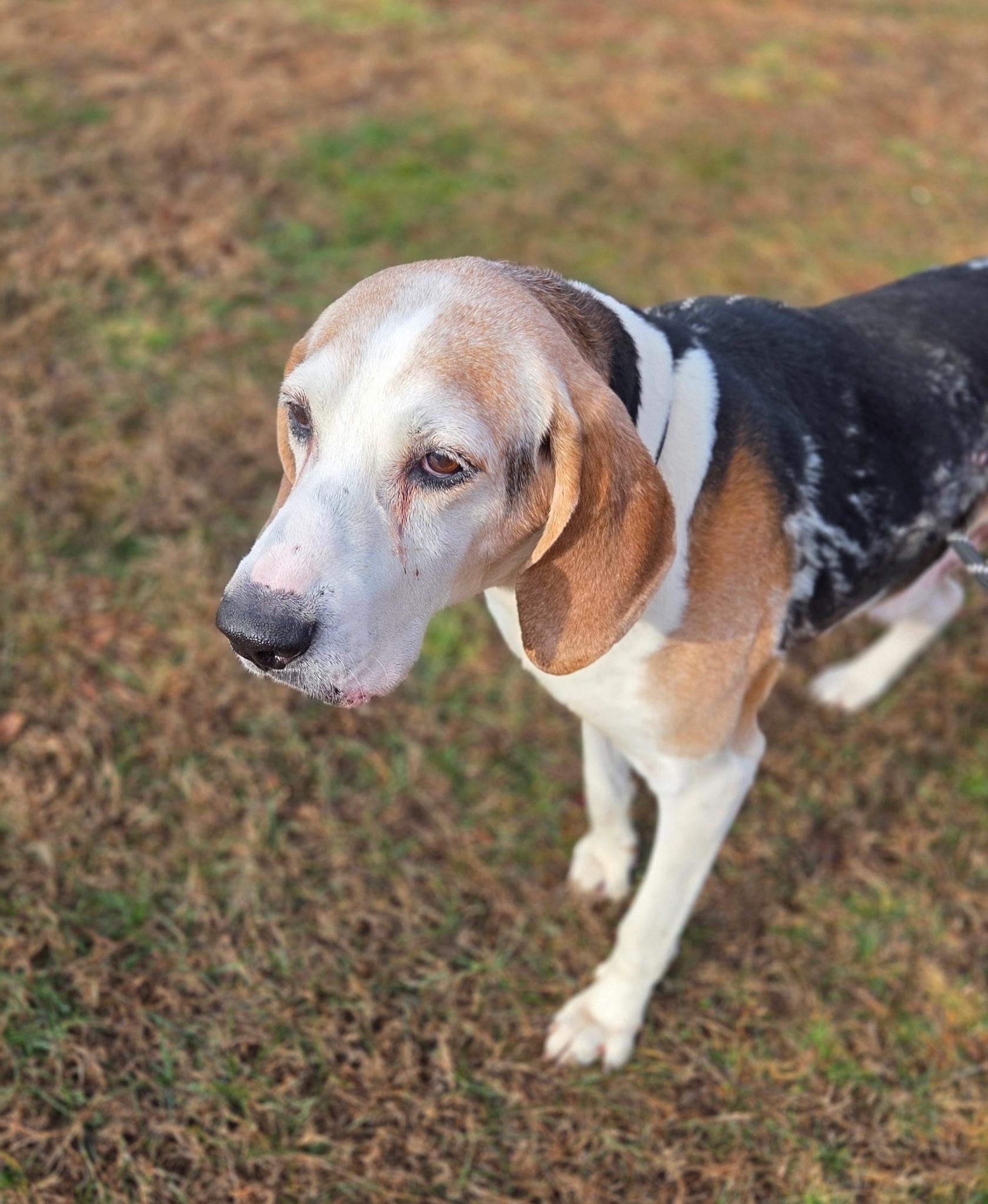 Enlarge Winston, a ADOPTABLE mixed breed in Franklin, NC image 3/4