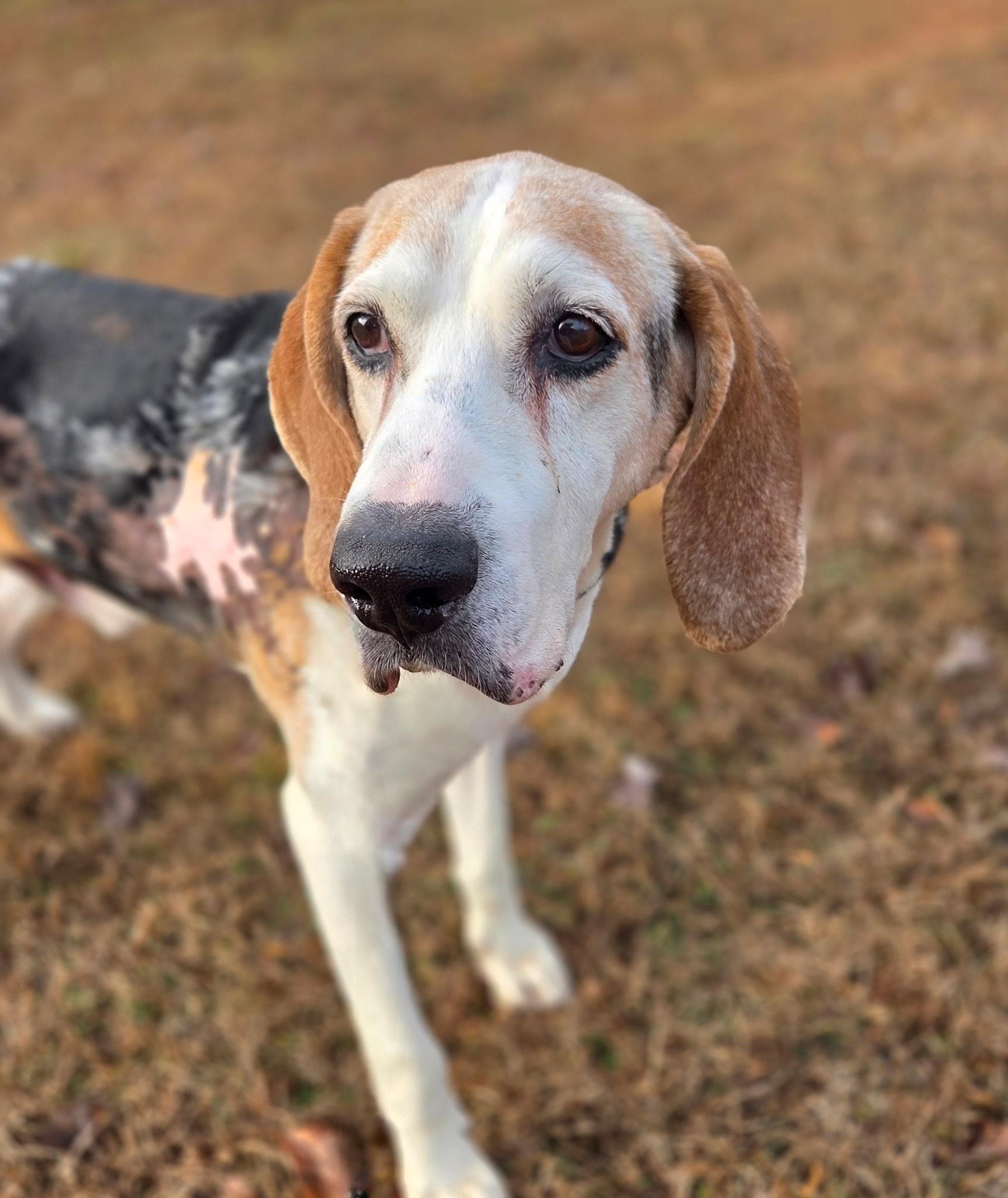 Winston, ADOPTABLE, Senior Male Foxhound.