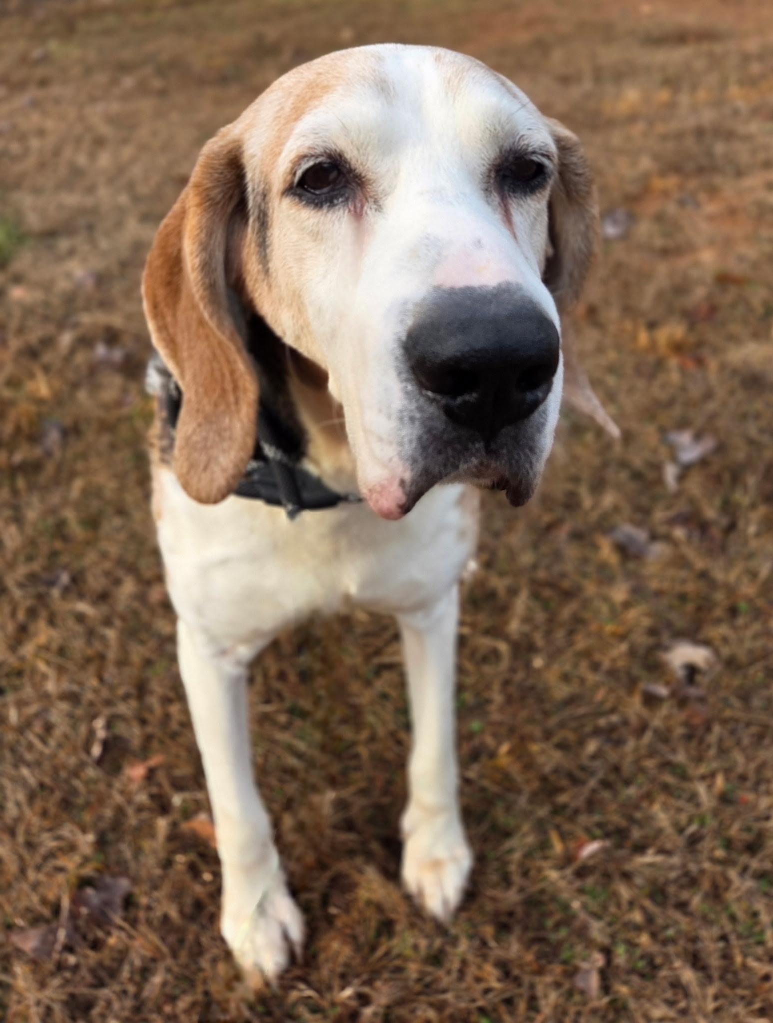 Enlarge Winston, a ADOPTABLE mixed breed in Franklin, NC image 2/4