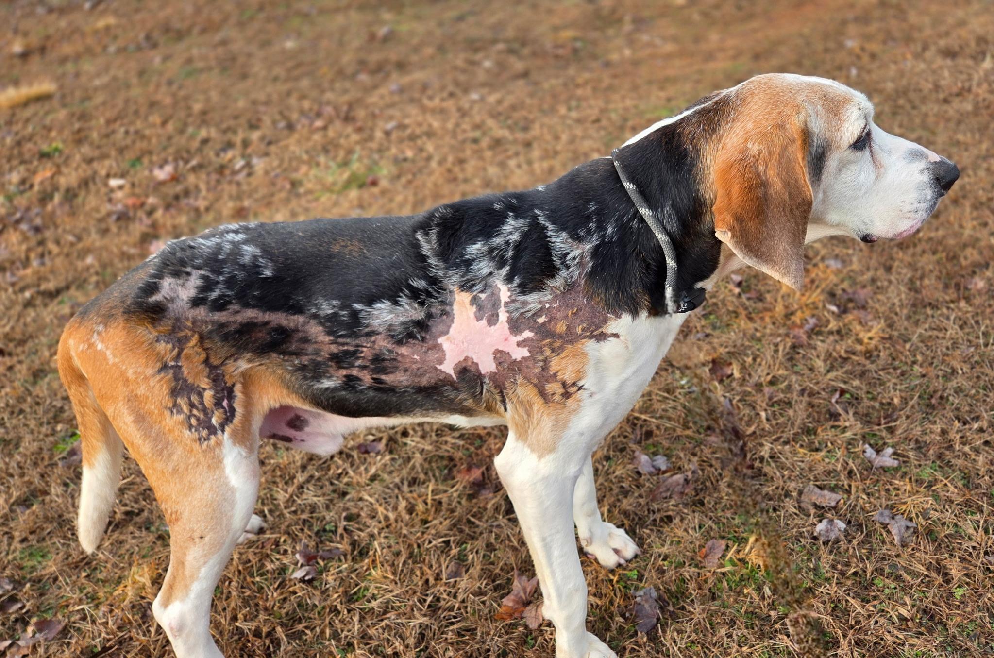 Enlarge Winston, a ADOPTABLE mixed breed in Franklin, NC image 4/4