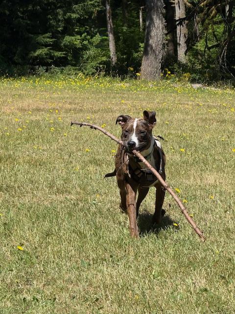 Finley