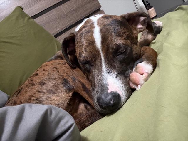 Finley