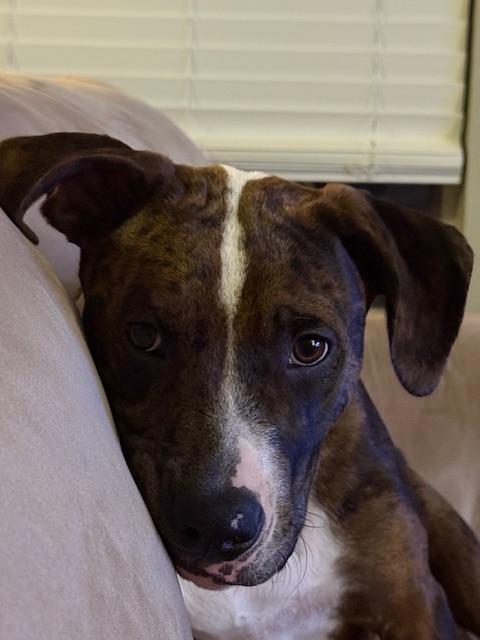 Finley