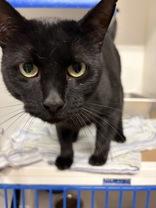 Rift, Adoptable, Adult Male Domestic Short Hair.