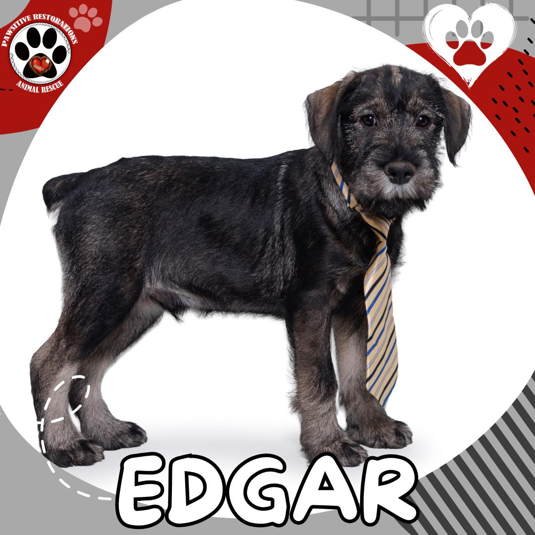 EDGAR, Adoptable, Puppy Male Standard Schnauzer.