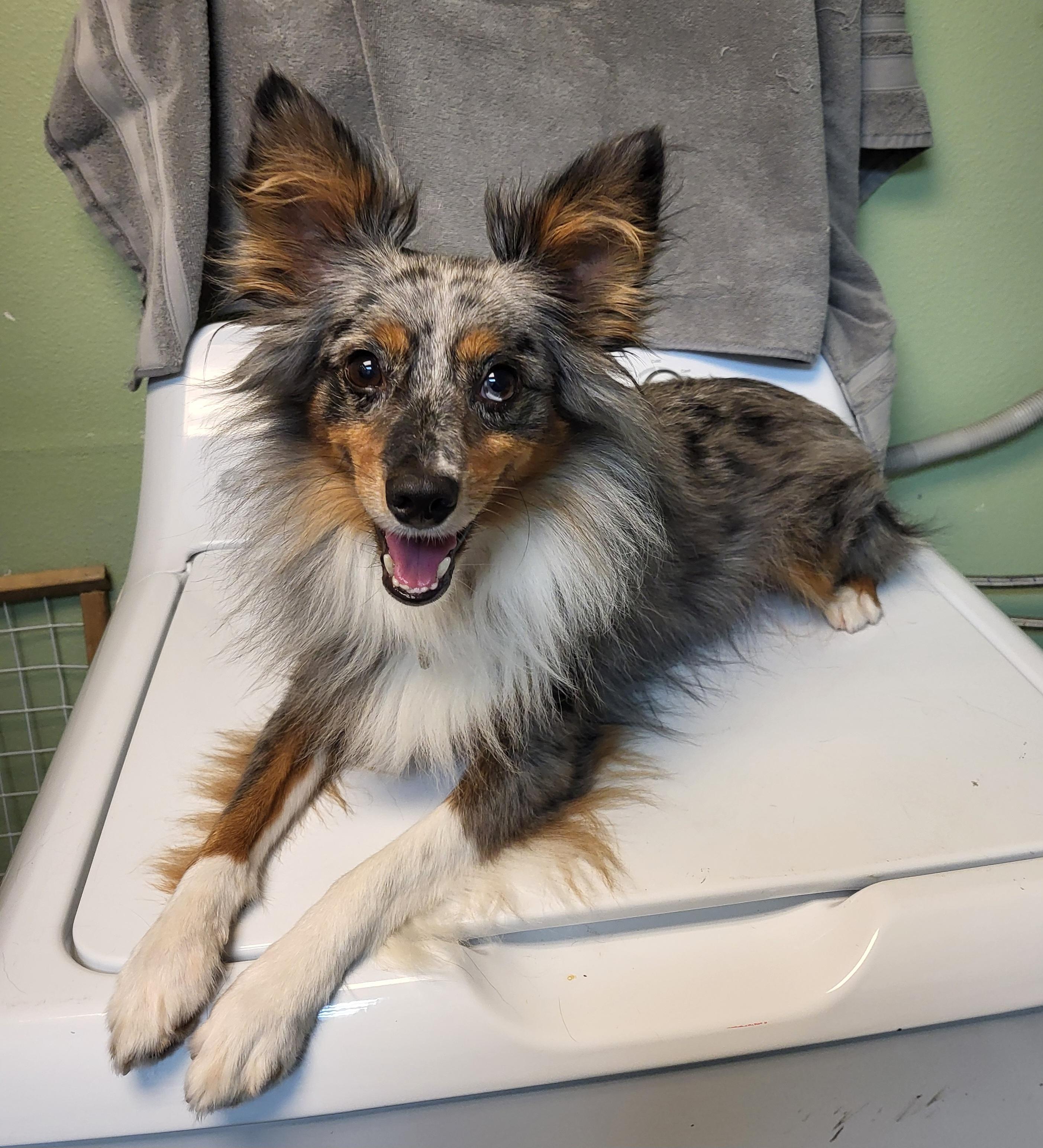 Enlarge Kai, an adoptable Australian Shepherd in Sarasota, FL image 3/4