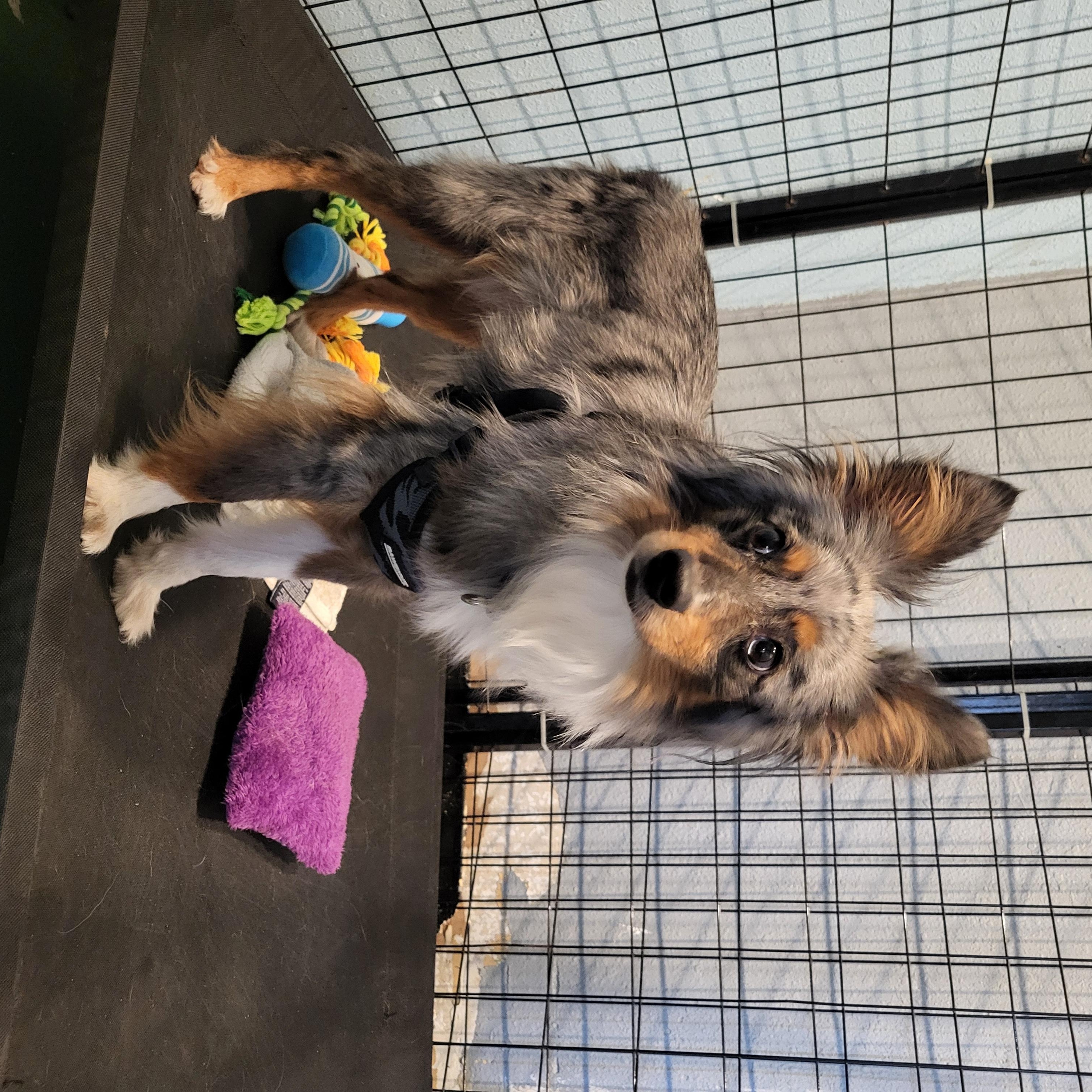 Enlarge Kai, an adoptable Australian Shepherd in Sarasota, FL image 2/4