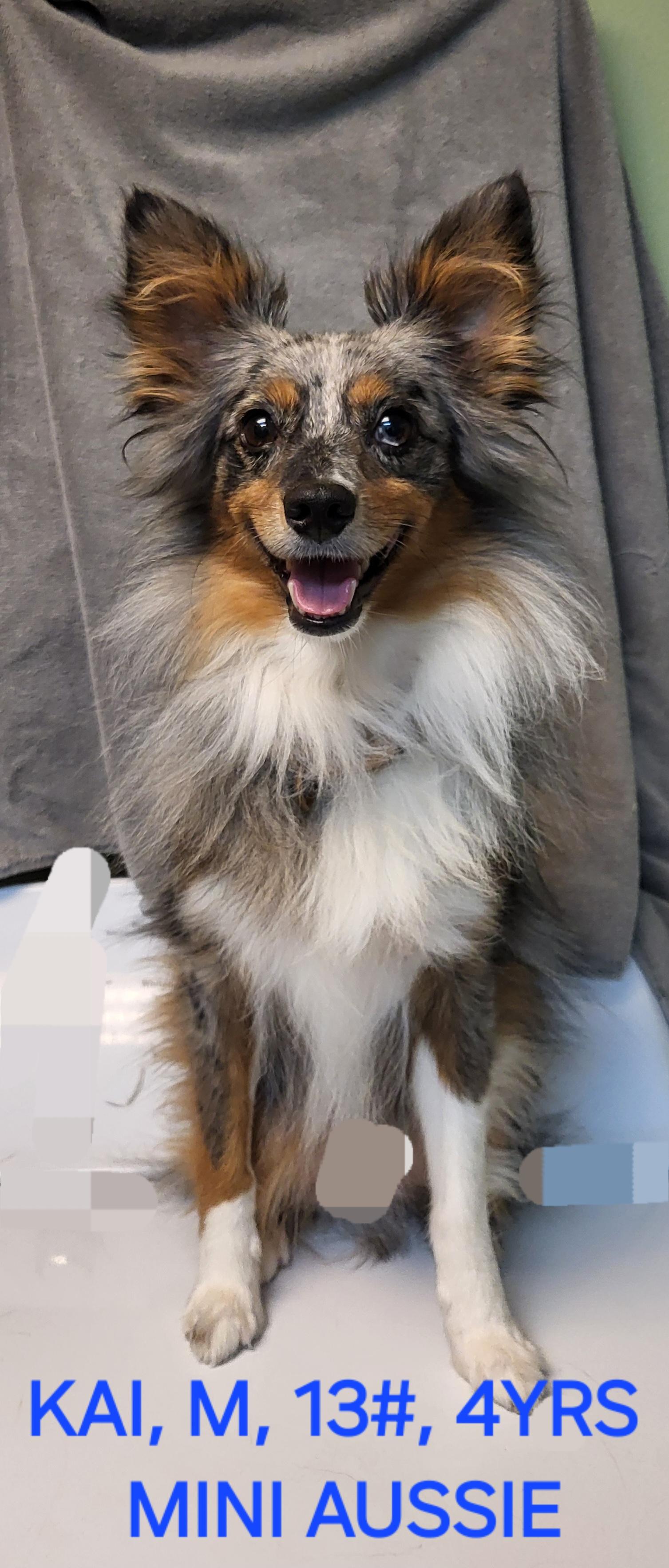 Kai, adoptable, Adult Male Australian Shepherd.