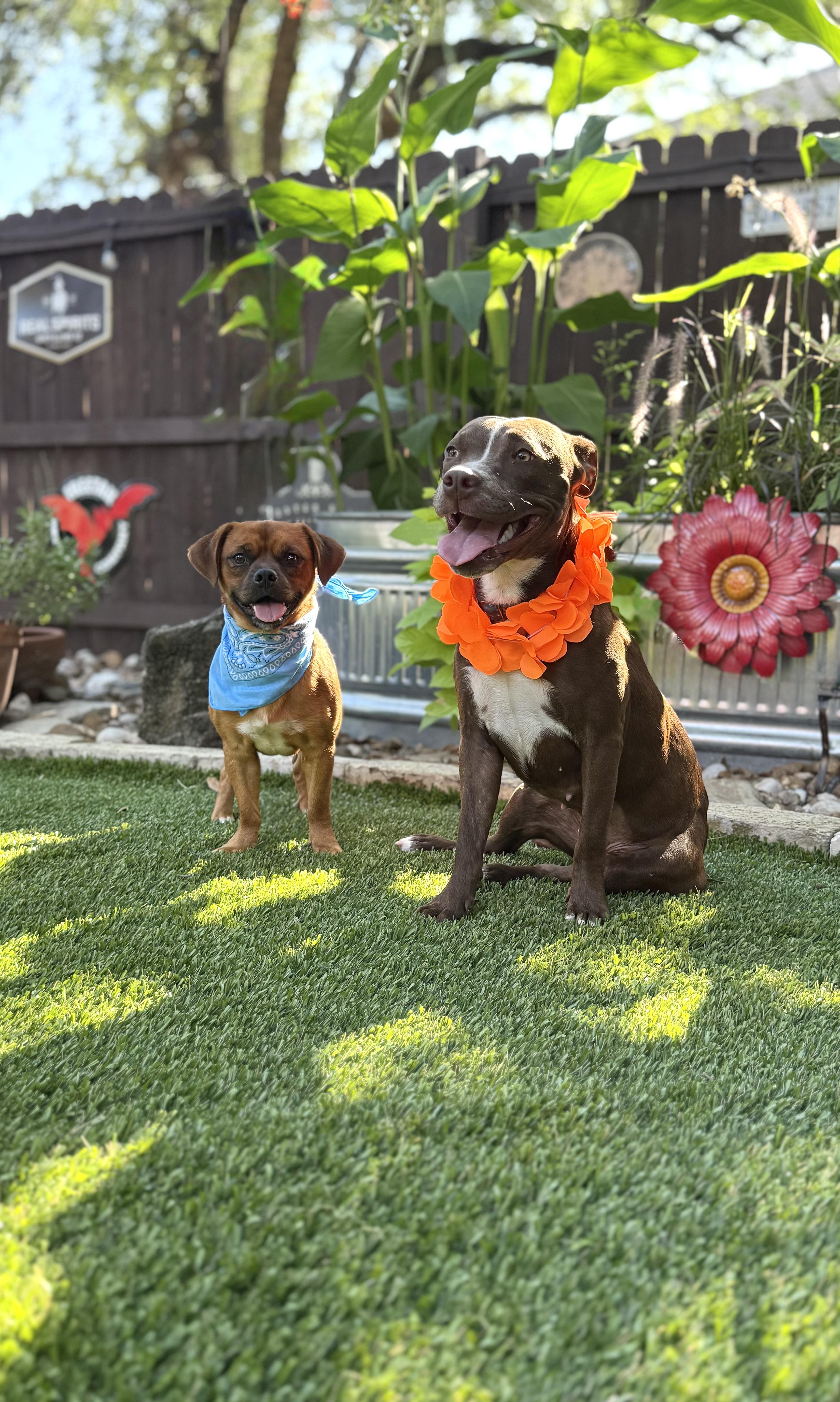 Enlarge Pippa & Petey, a Adoptable mixed breed in Billings, MT image 3/6