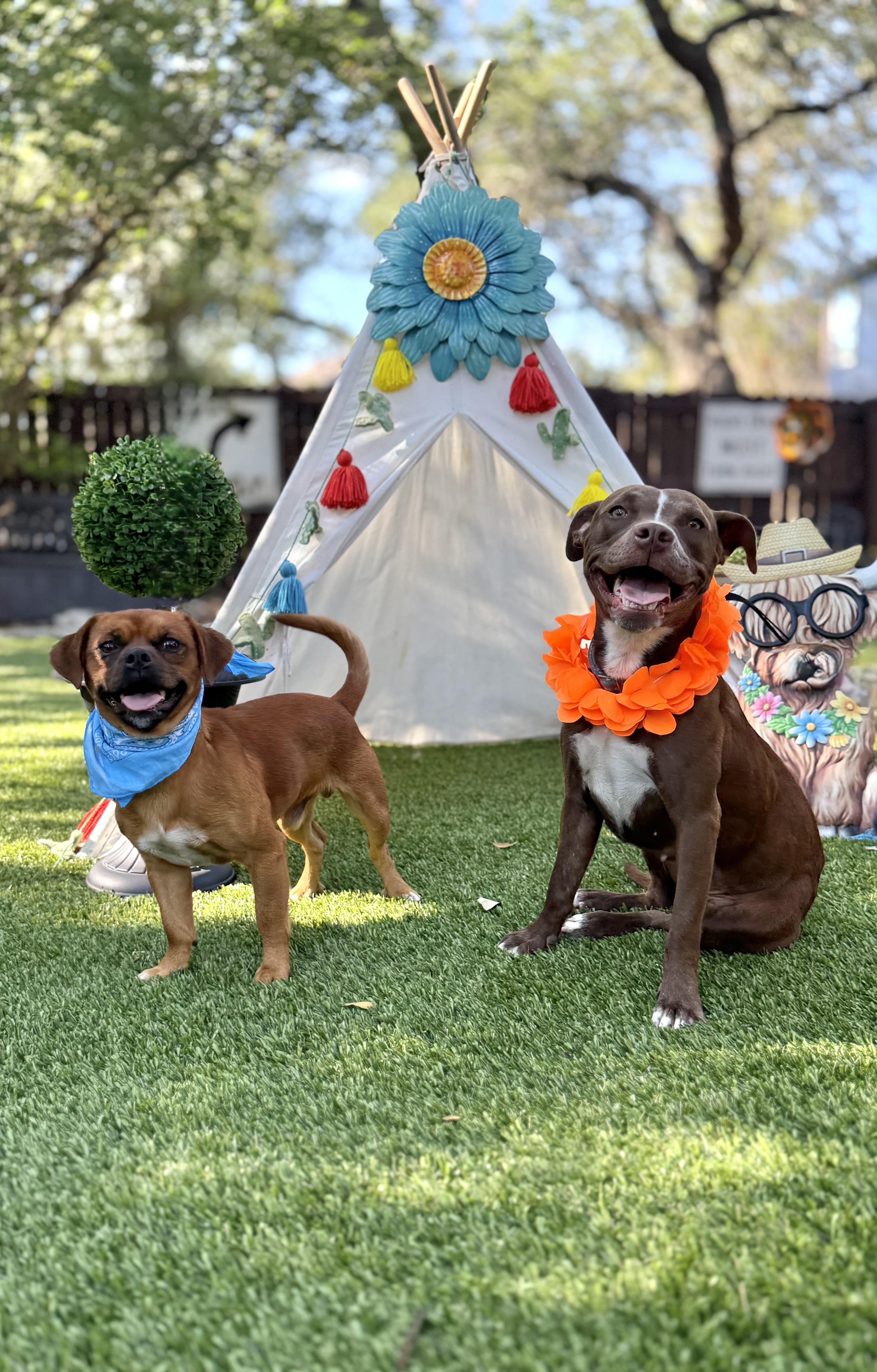 Enlarge Pippa & Petey, a Adoptable mixed breed in Billings, MT image 6/6