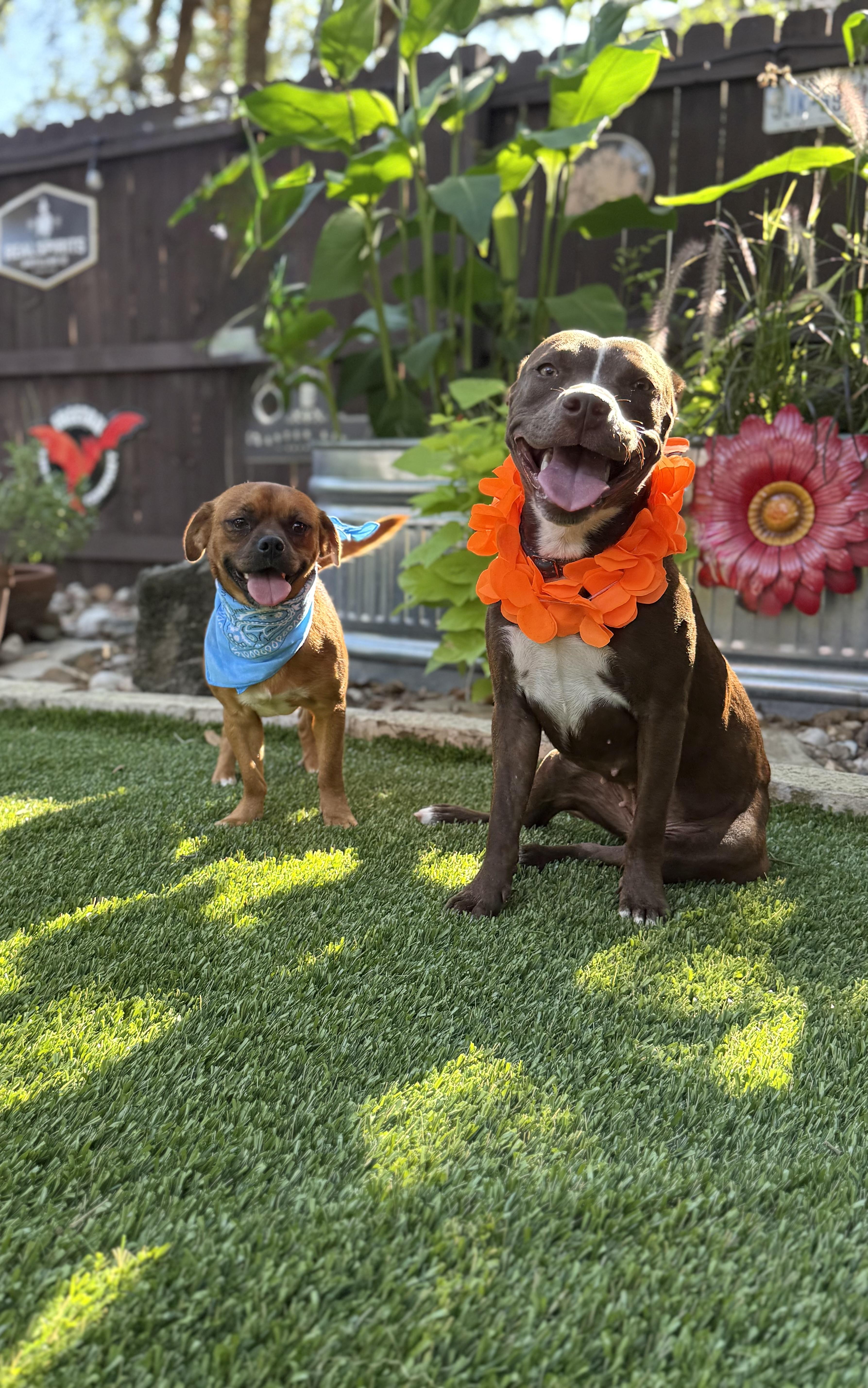 Enlarge Pippa & Petey, a Adoptable mixed breed in Billings, MT image 5/6