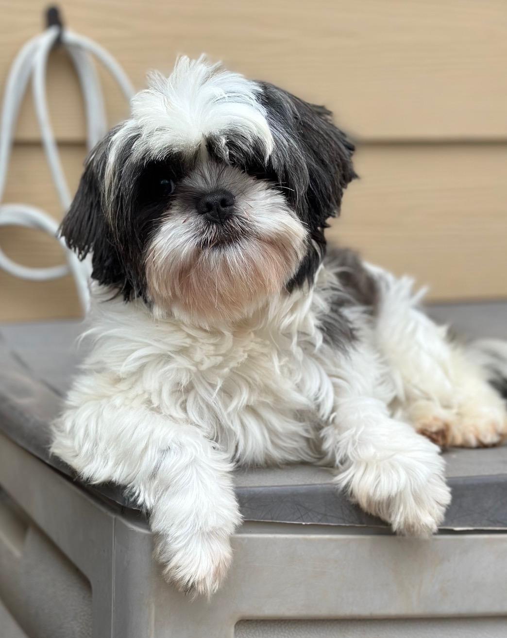 Primrose thumbnail 2