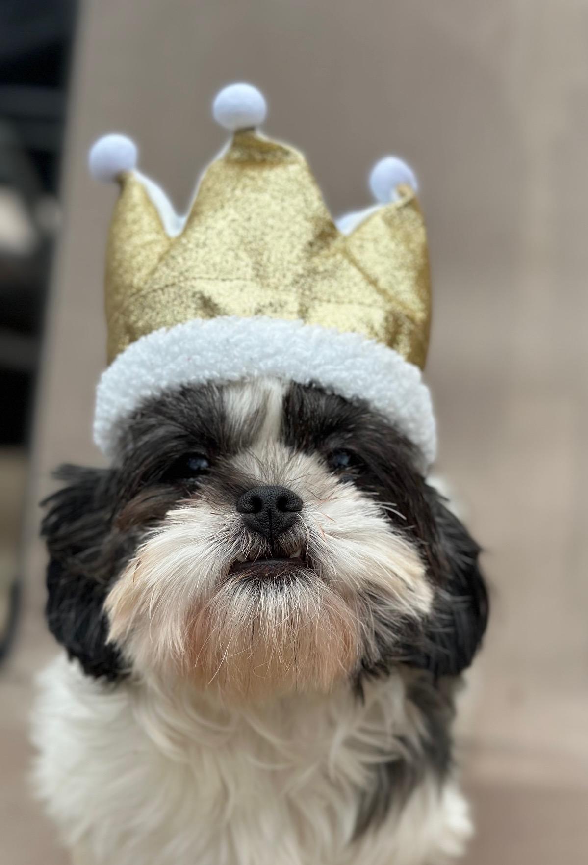 Primrose, Adoptable, Adult Female Shih Tzu.