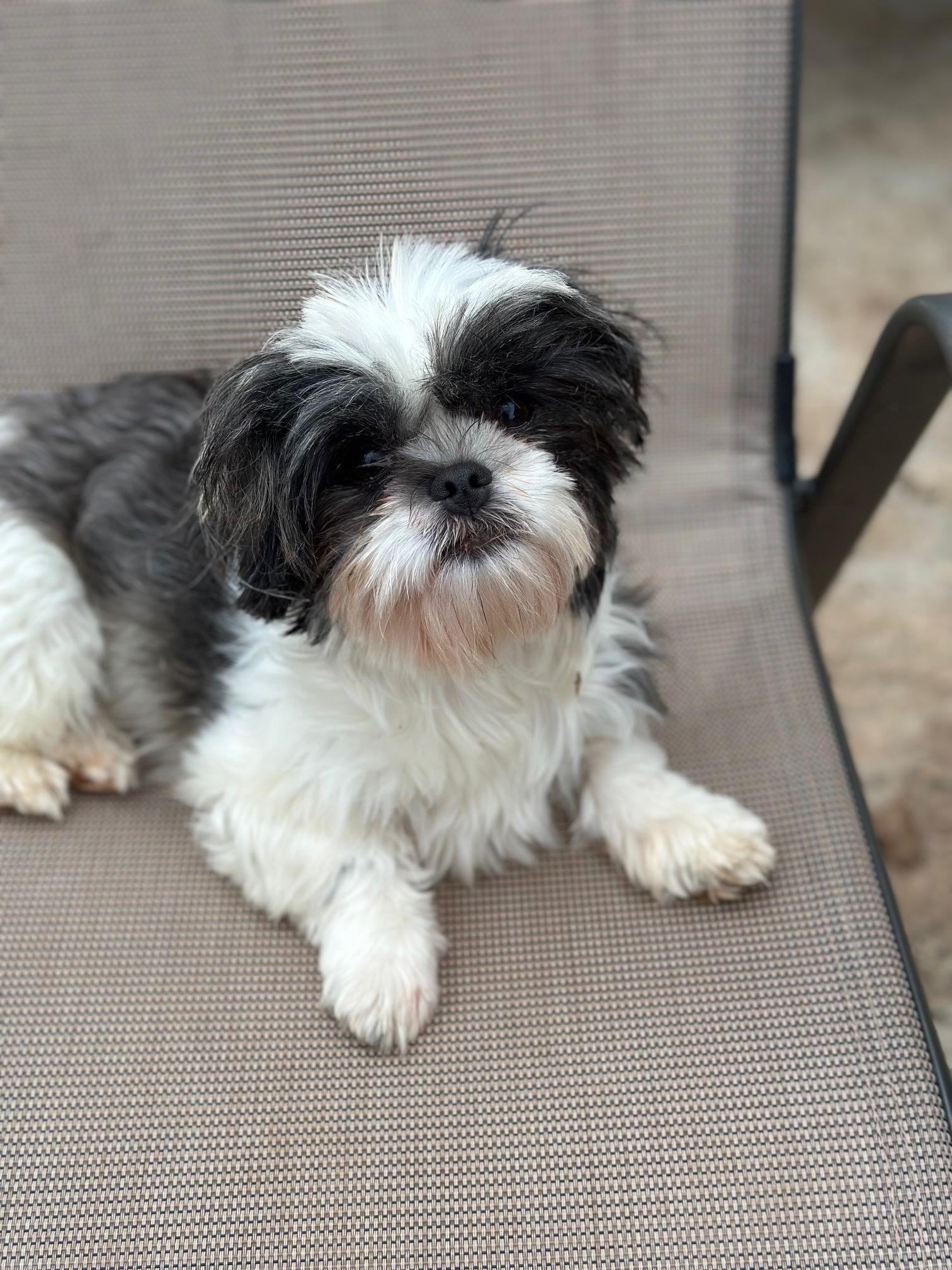 Primrose thumbnail 4