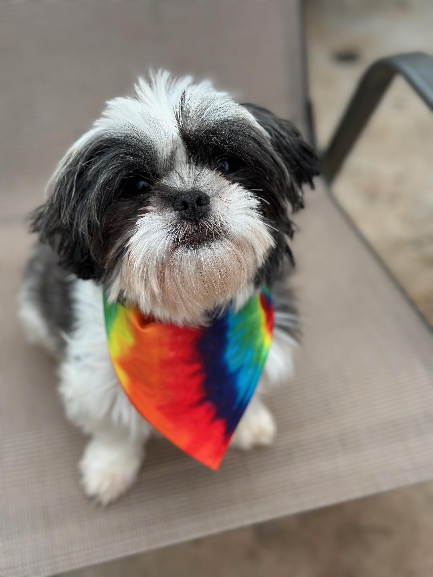 Primrose thumbnail 5