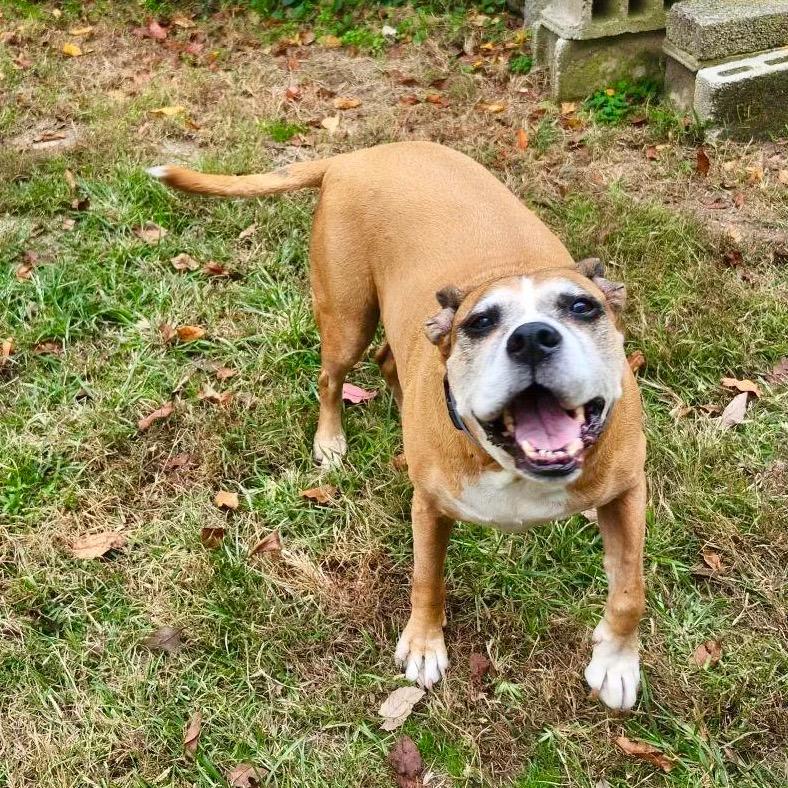 Lovey, Adoptable, Senior Female Boxer.
