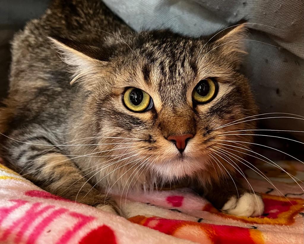 Squirrel, a Adoptable mixed breed in Logan, UT image 1/2