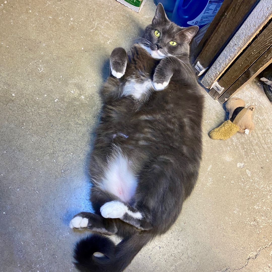 Niko, a Adoptable Domestic Short Hair in Beacon, NY image 6/6