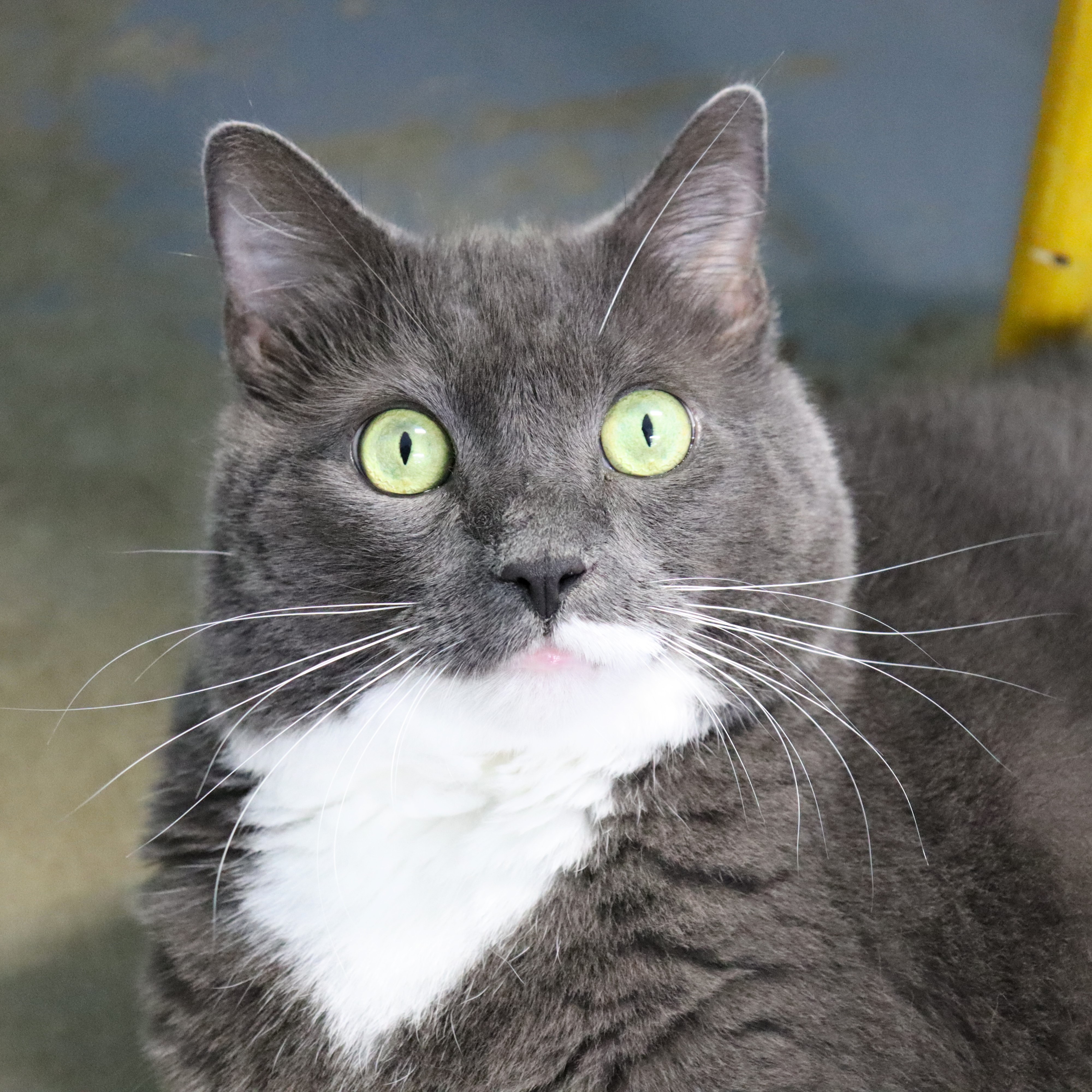 Niko, a Adoptable Domestic Short Hair in Beacon, NY image 3/6