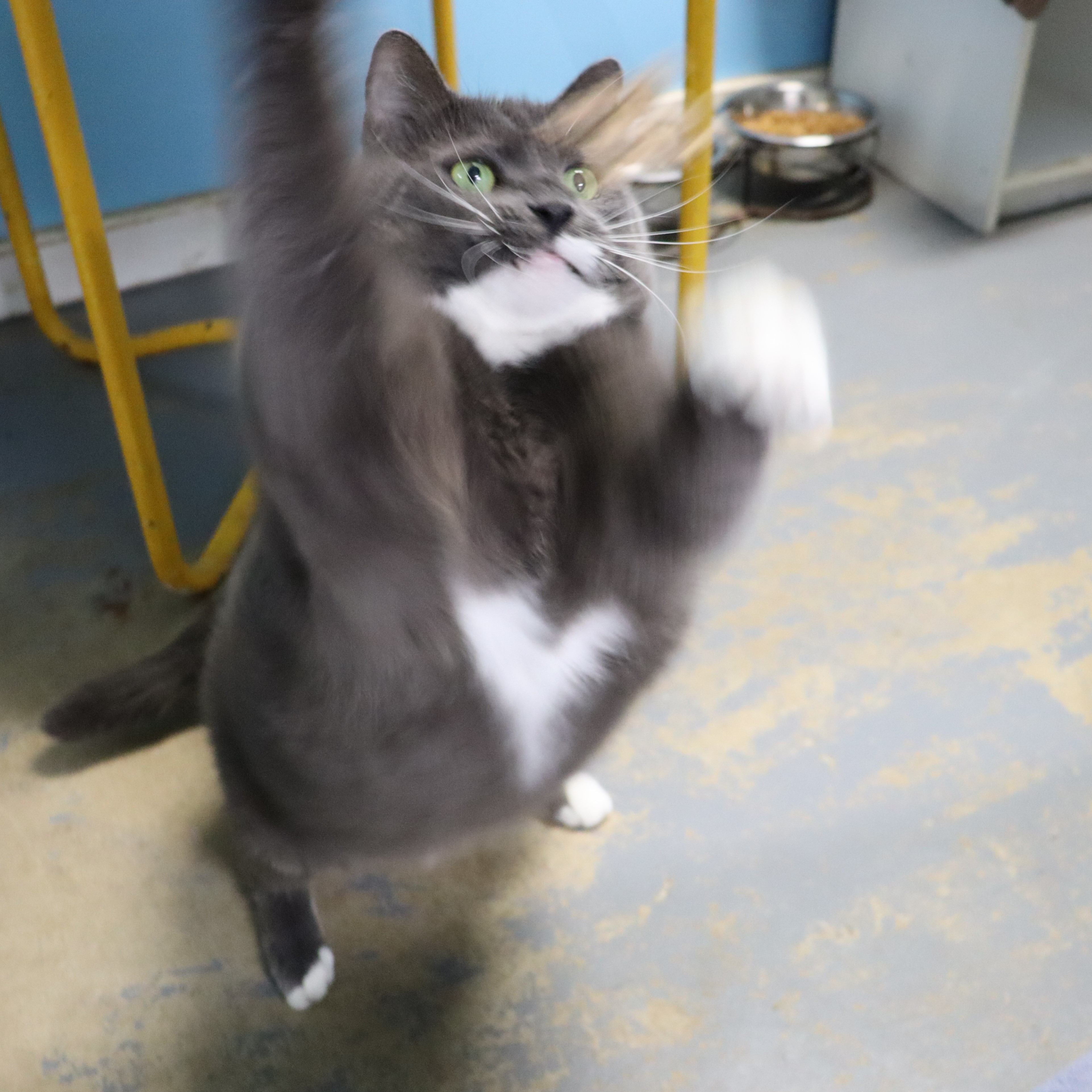 Niko photo 5