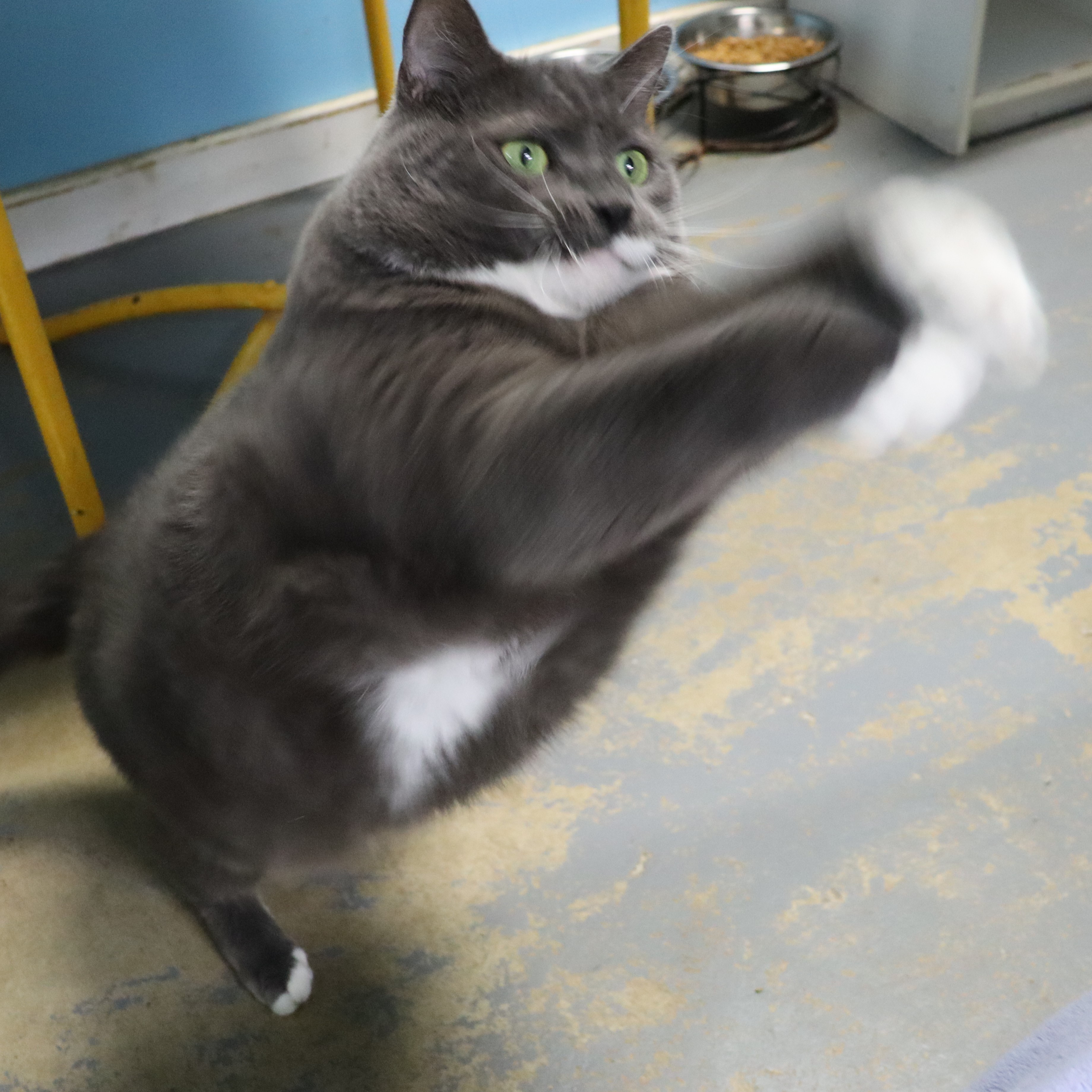 Niko, a Adoptable Domestic Short Hair in Beacon, NY image 4/6