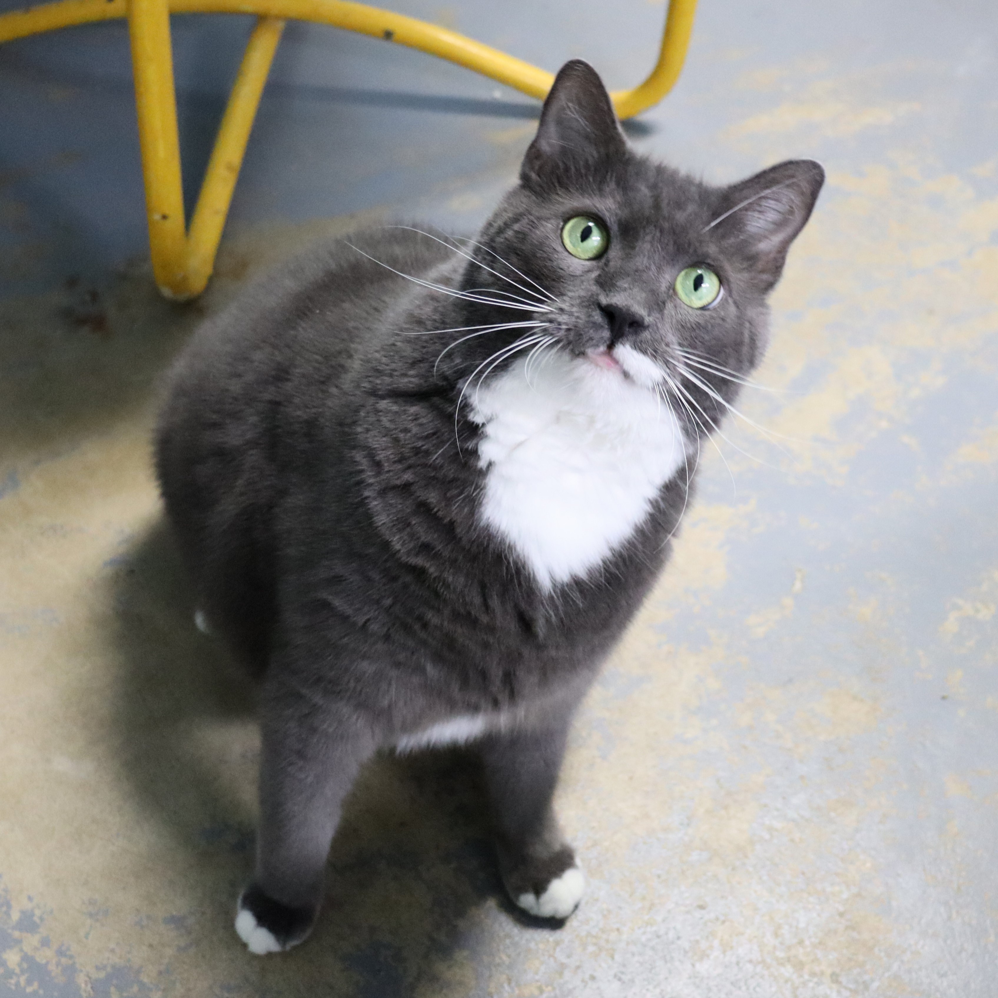 Niko, a Adoptable Domestic Short Hair in Beacon, NY image 1/6