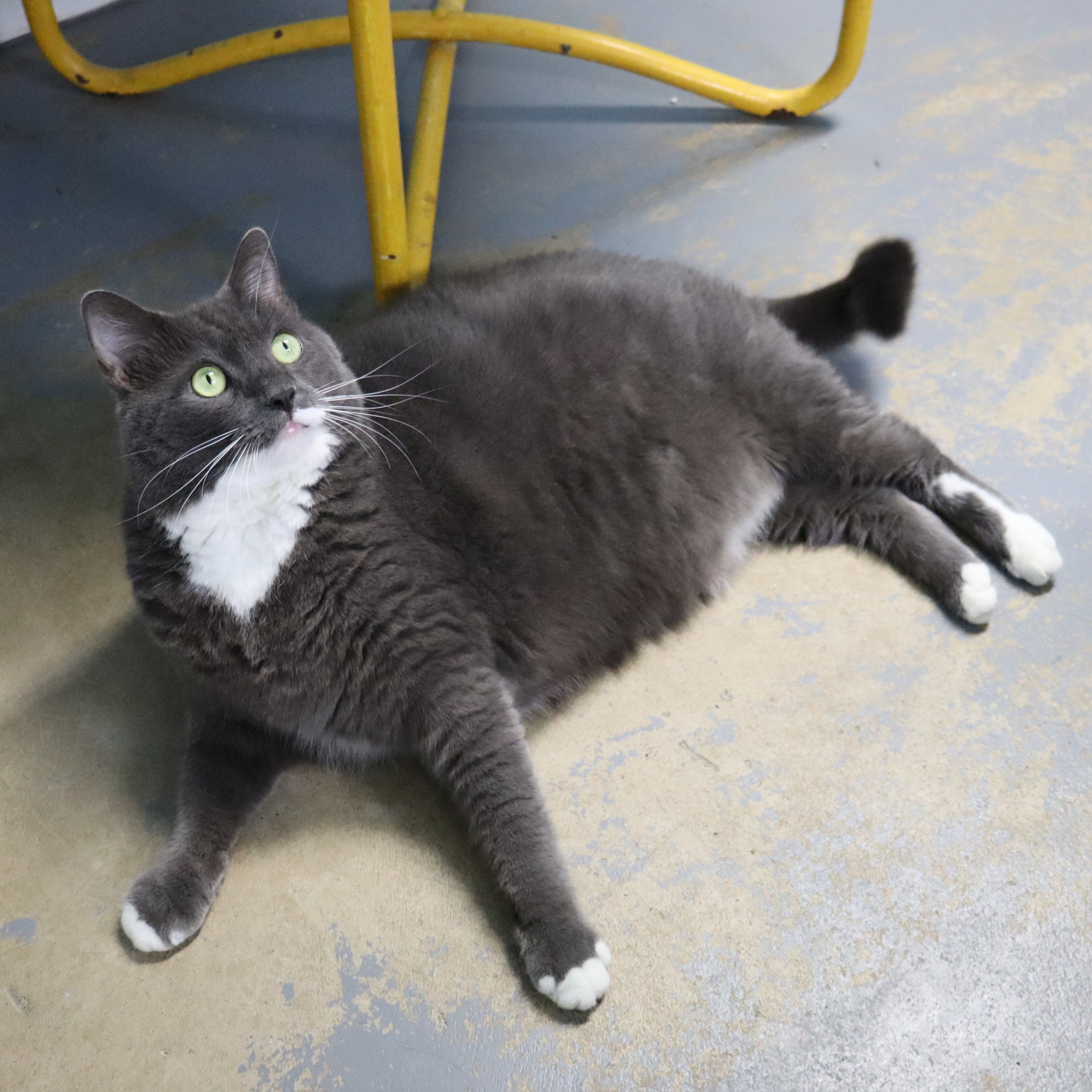 Niko, a Adoptable Domestic Short Hair in Beacon, NY image 2/6