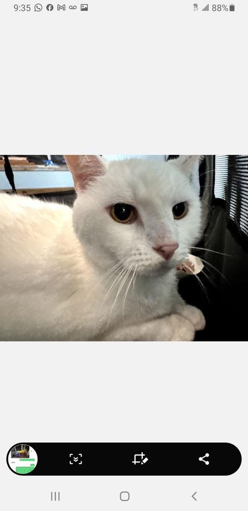 Enlarge Reggiano, a Adoptable Turkish Angora in Pittstown, NJ image 1/1
