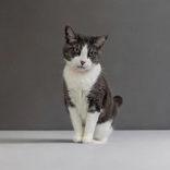 Enlarge Molly WAS Ophelia, an adoptable mixed breed in Portsmouth, OH image 1/1