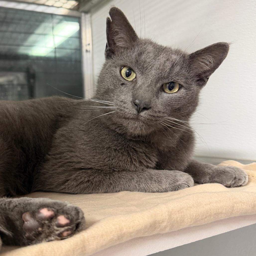 Picolo, Adoptable, Adult Male Domestic Short Hair & Domestic Short Hair.