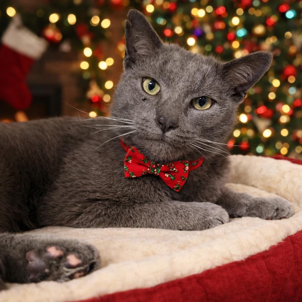 Enlarge Picolo, a Adoptable mixed breed in Binghamton, NY image 2/2