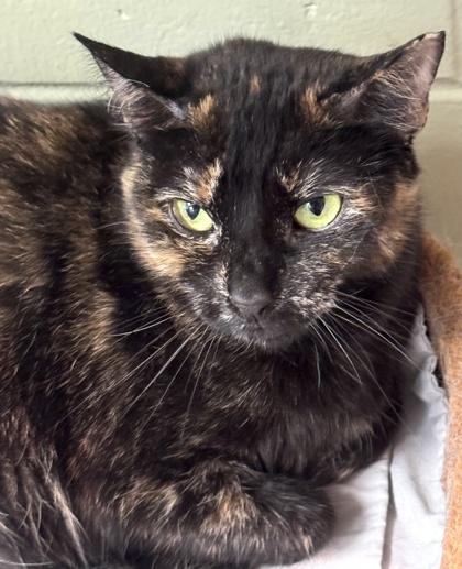 Enlarge Tortilla, a Adoptable Domestic Short Hair in Palm Coast, FL image 1/3