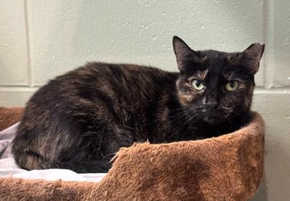 Enlarge Tortilla, a Adoptable Domestic Short Hair in Palm Coast, FL image 2/3