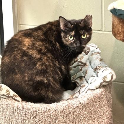 Enlarge Tortilla, a Adoptable Domestic Short Hair in Palm Coast, FL image 3/3