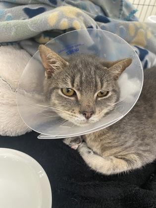 Don Giovanni, Adoptable, Kitten Male Domestic Short Hair & Domestic Short Hair.