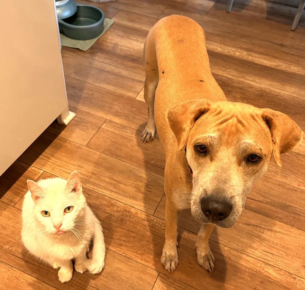Morning Glory, Adoptable, Adult Female Shar-Pei & Labrador Retriever.