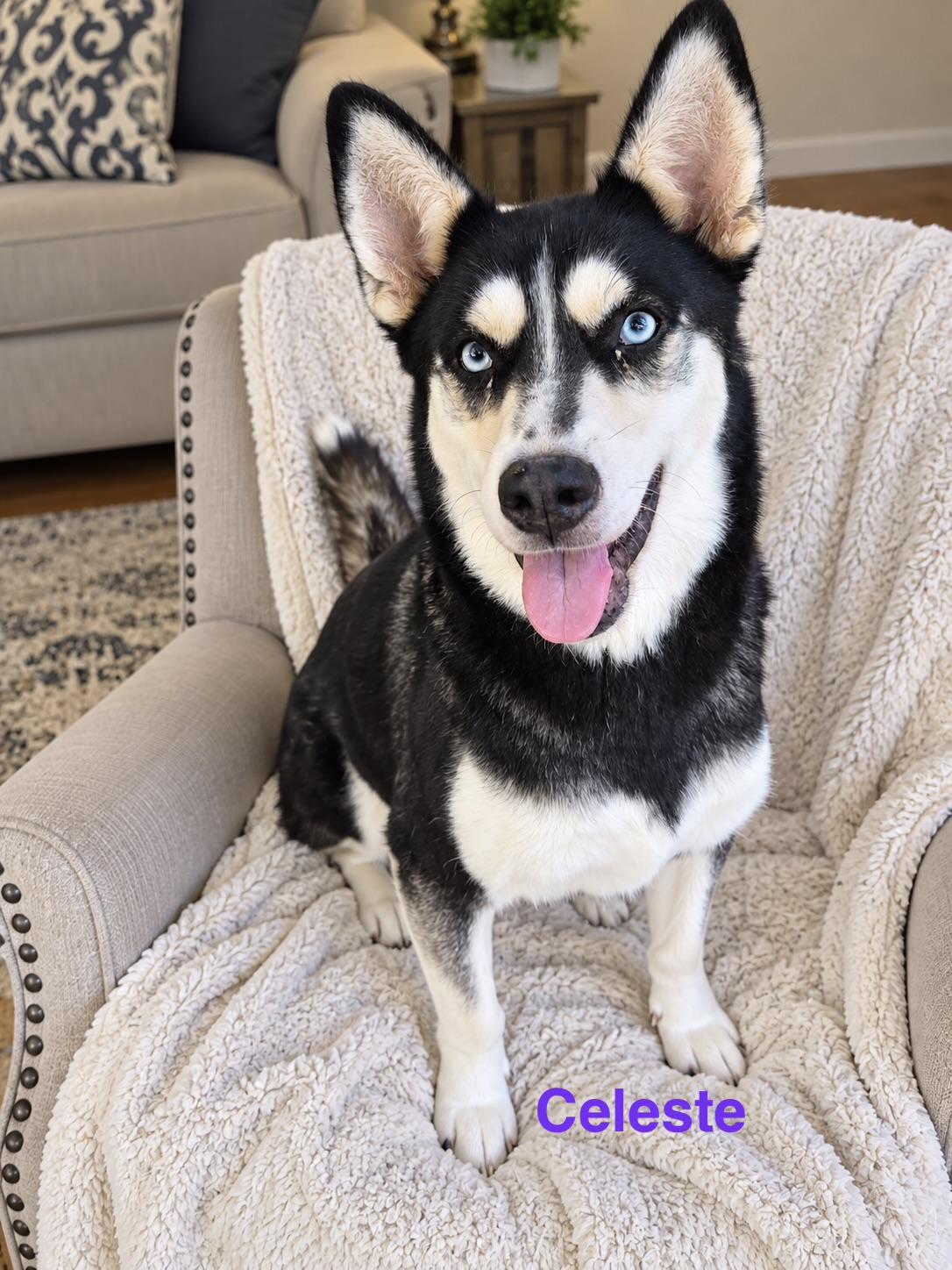 Celeste, Adoptable, Adult Female Siberian Husky.