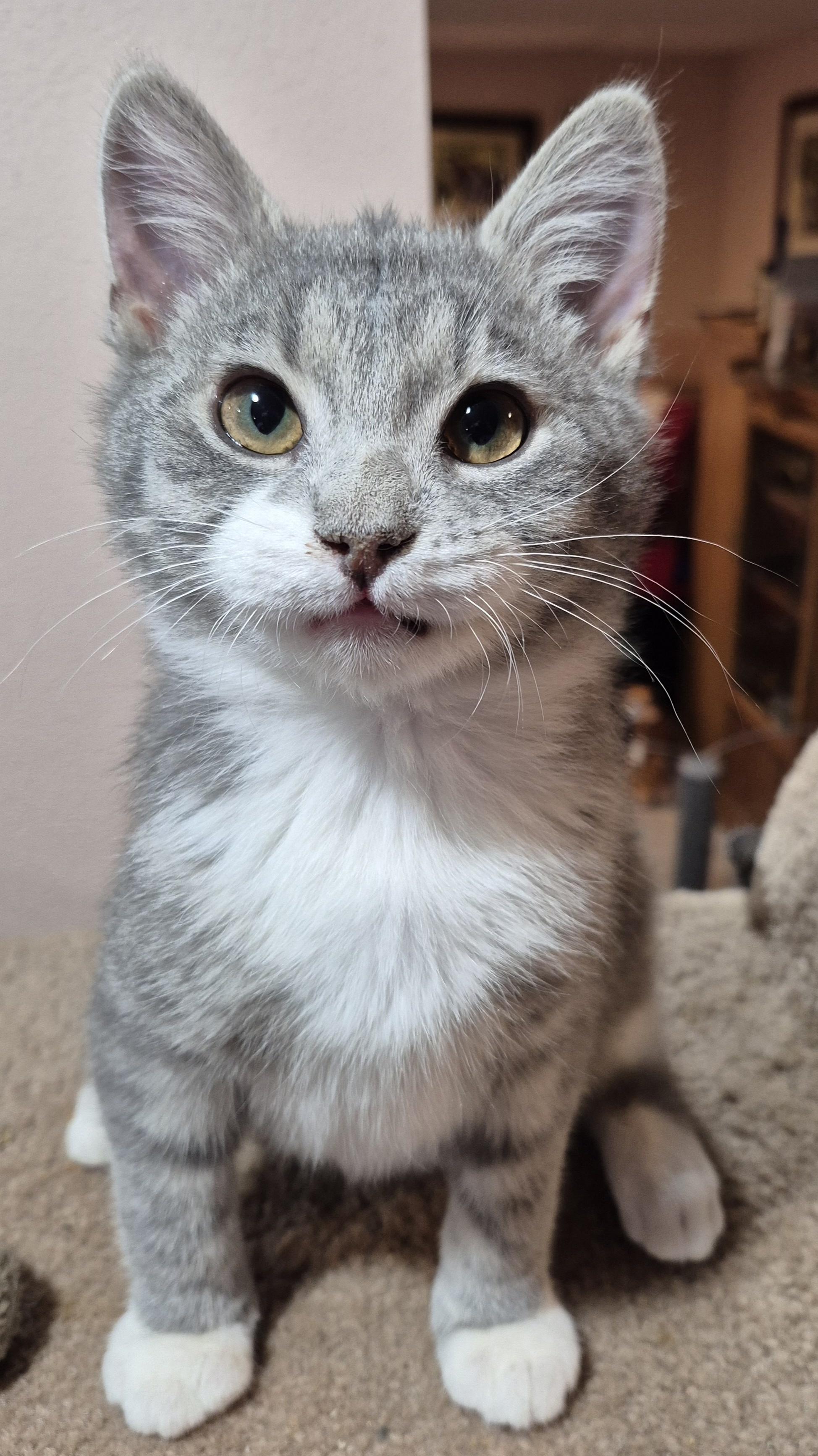 Kismet, an adopted Domestic Short Hair in Milwaukee, WI image 2/6