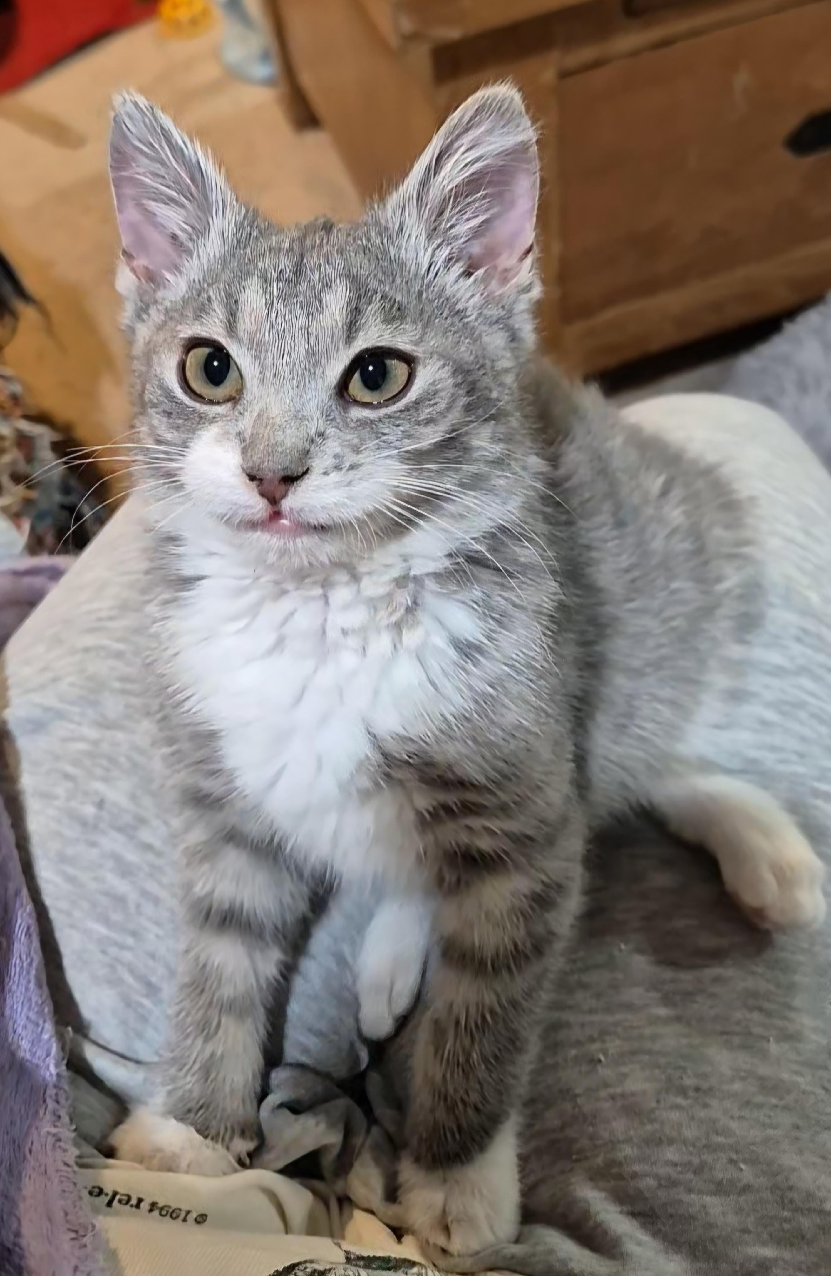 Kismet, an adopted Domestic Short Hair in Milwaukee, WI image 4/6