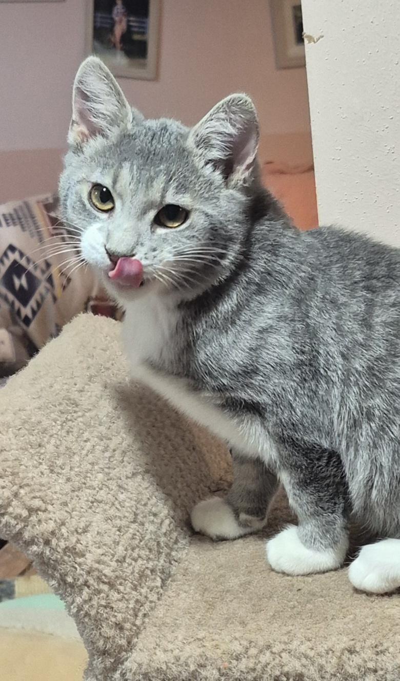 Kismet, an adopted Domestic Short Hair in Milwaukee, WI image 5/6